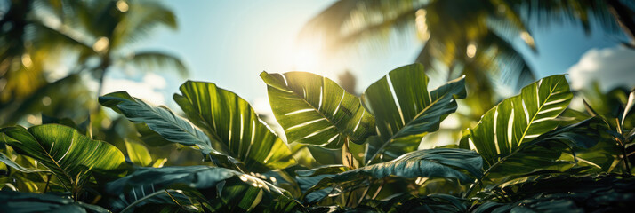 Sunlight filters through lush green leaves, offering a tranquil tropical atmosphere.