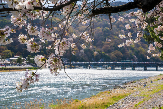 Cherry blossoms along the Katsura River and Togetsukyo Bridge in Arashiyama district. Kyoto, Japan.