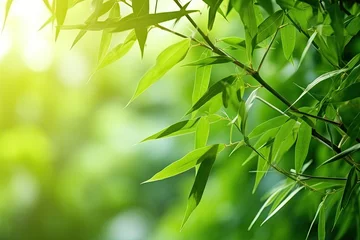 Foto op Canvas Beautiful green nature background with bamboo branches in a bamboo forest © The Big L