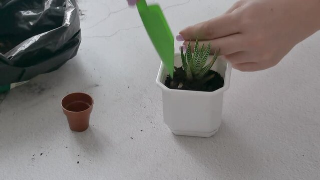 Carefully pour the soil into a white square pot under the root of the haworia, the woman transplants indoor plants.