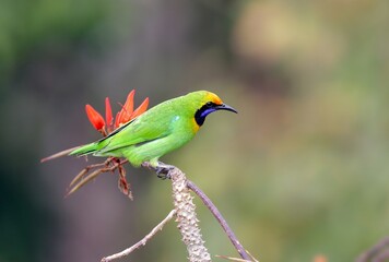 image of Golden-Fronted Leafbird
(Chloropsis Aurifrons).golden-fronted leafbird is a species of leafbird.