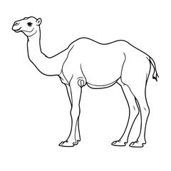 Arabian camel of Saudi Arabia ou
