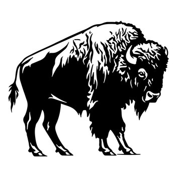 American bison of United States