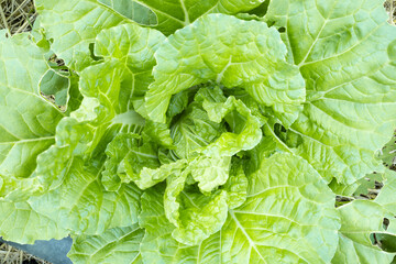 Natural fresh lettuce, Green vegetable from nature.