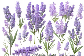 Fototapeta premium Background of multiple lavender materials