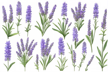 Background of multiple lavender materials