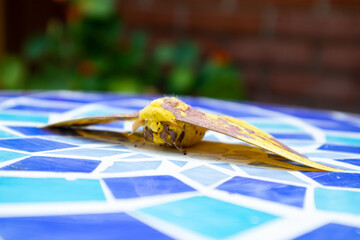 an Imperial Moth rests on a blue Mosaic Table with wings spread. High quality photo from the front.