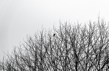 reeds in the morning