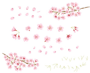 Obraz na płótnie Canvas 水彩風の桜のイラストパーツセット 