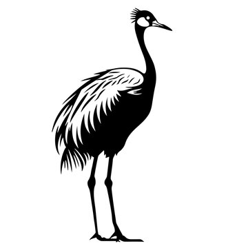 Grey crowned crane of Ugand