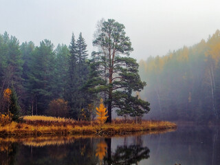 morning in the forest