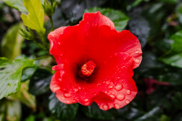 Hibiscus rosa.