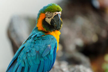 blue-and-yellow macaw (Ara ararauna), also known as the blue-and-gold macaw on wood tree branch