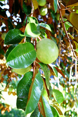 Star apple fruit or golden leaf tree.