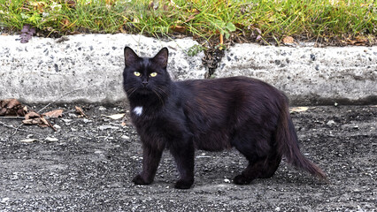 black cat in the road
