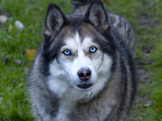 siberian husky dog