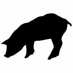 silhouette of a black pig walking