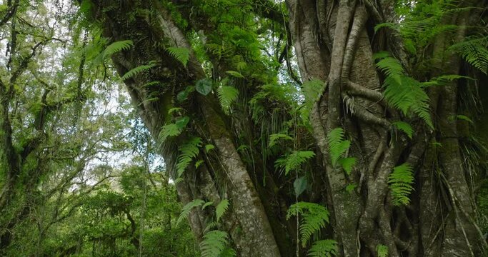 Big intertwined tree trunk in Tropical forest. 