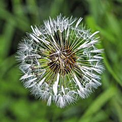close up of dandelion