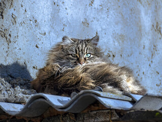 cat on the roof