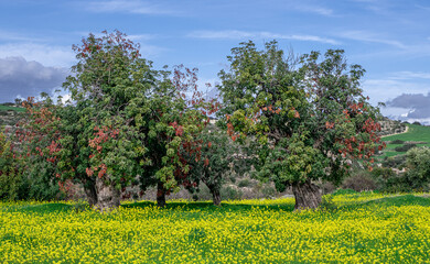 Fototapeta na wymiar Trees in Mustard flowers field in Choirokoitia village, Larnaca district, Cyprus 