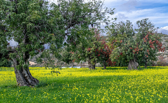 Trees in Mustard flowers field in Choirokoitia village, Larnaca district, Cyprus 