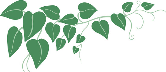 Obraz premium ivy plant drawing illustration.