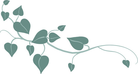 ivy plant drawing illustration.