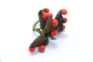 Lucky Bean Creeper (Abrus precatorius) pods of seeds / saga seeds on white background