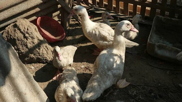 White pekin or muscovy duck moving in the cage