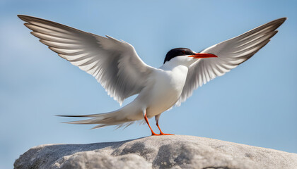 Obraz premium Tern with spread wings on a stone on a blue sky