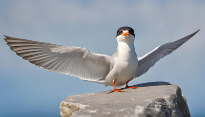 Tern with spread wings on a rock