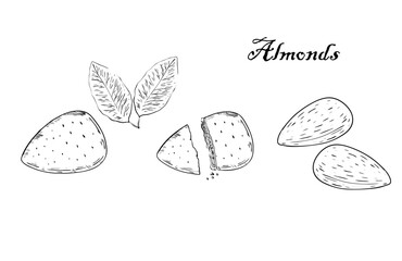 Vector vintage illustration of almond seeds in engraving style. Hand drawn sketch of full and half shelled nuts. Sketch