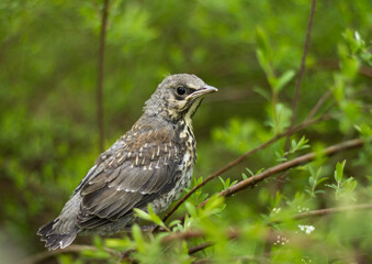 Young fieldfare (Turdus pilaris) on branch