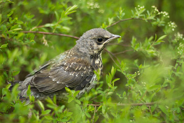 Young fieldfare (Turdus pilaris) on branch