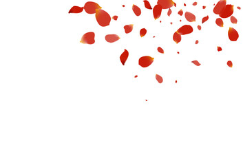 Pink Cherry Tender Vector White Background.