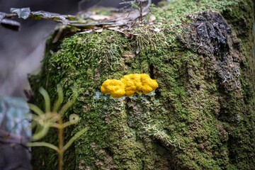 yellow slime mould on a tree in the bush in tasmania australia in summer - obrazy, fototapety, plakaty