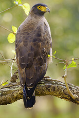 The crested serpent eagle (Spilornis cheela) sitting on a branch with a green background. A typical bird of prey of the Indian subcontinent.