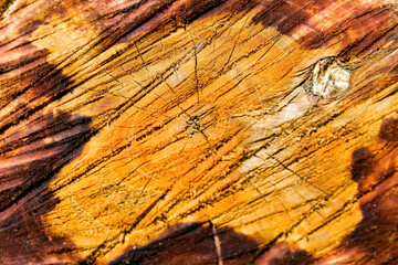 Old wooden oak tree cut surface. Detailed warm dark brown and orange tones of a felled tree trunk or stump. Rough organic texture of tree rings with close up of end grain. Close-up wood texture