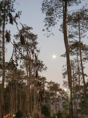 A natural view of Cikole Camping Park, Bandung, Indonesia, a perfect camping destination. 