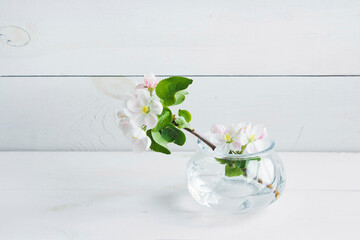 A beautiful sprig of an apple tree with white flowers in a glass vase against a white wooden background. Blossoming branch in a glass with water. Spring still life. Concept of spring or mom day