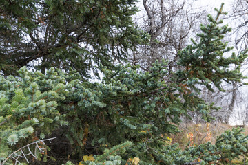 Sitka spruce branches covered with short needles, Picea sitchensis, Iceland