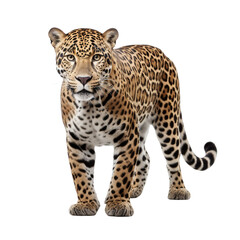 Jaguar clip art