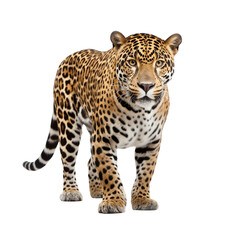 Jaguar clip art