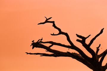 Ptaki siedzące na uschniętym drzewie w świetle zachodzącego słońca - obrazy, fototapety, plakaty