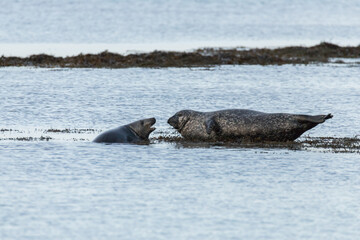 Interaction between two males of the grey seal (Halichoerus grypus)