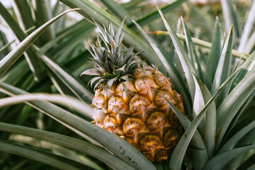 Fototapeta premium Close up of organic sweet pineapple growing in glass greenhouse. Traditional pineapple plantation