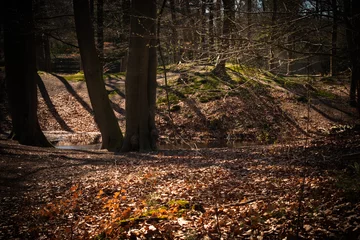 Fototapeten in to the woods, beautiful forest. © yvet