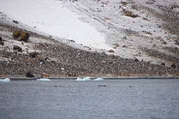 Adelie Penguin colony at Brown Bluff on the Antarctic Peninsula.