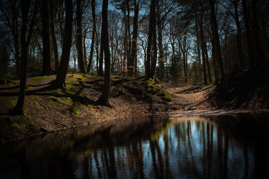 peacefull water in the forest.